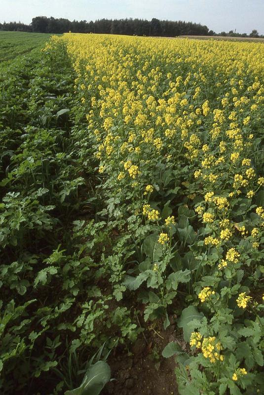 RWT 0218 247-21 Germany 1 Flowery Field.jpg